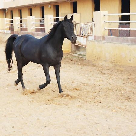 The Farm - Hotel & Horse Riding Il Il Cairo Esterno foto