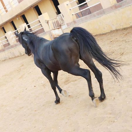 The Farm - Hotel & Horse Riding Il Il Cairo Esterno foto
