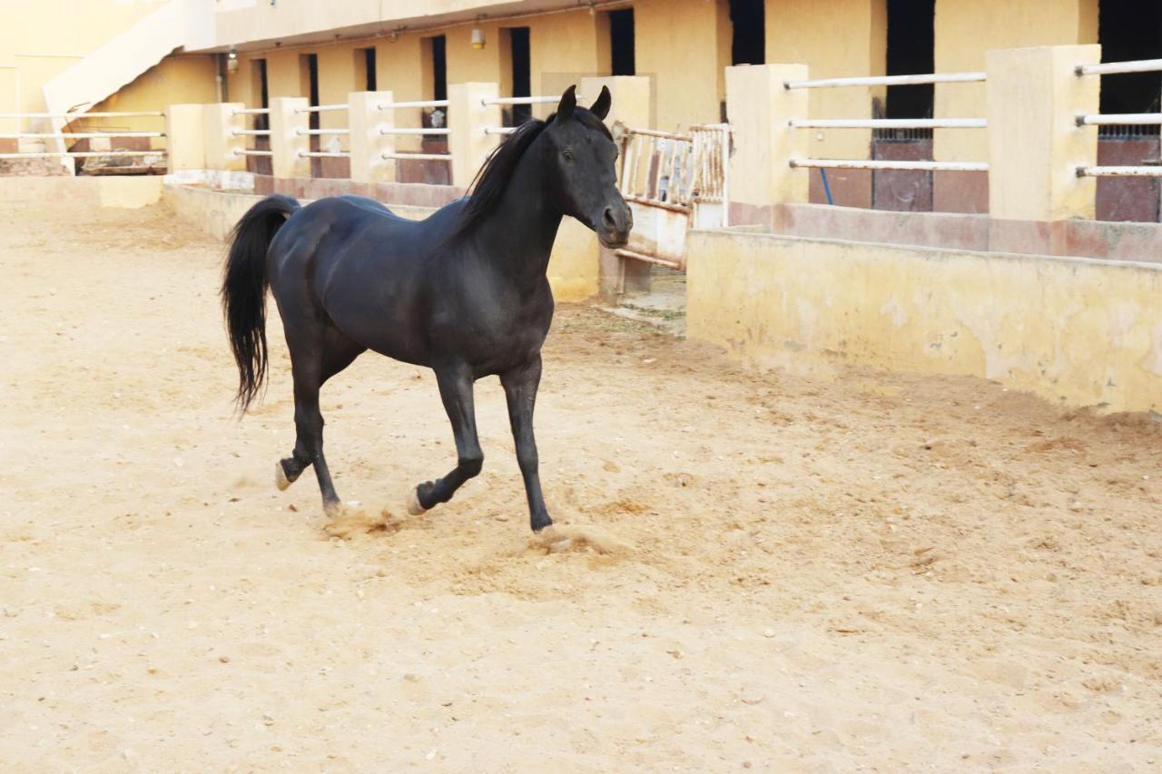 The Farm - Hotel & Horse Riding Il Il Cairo Esterno foto