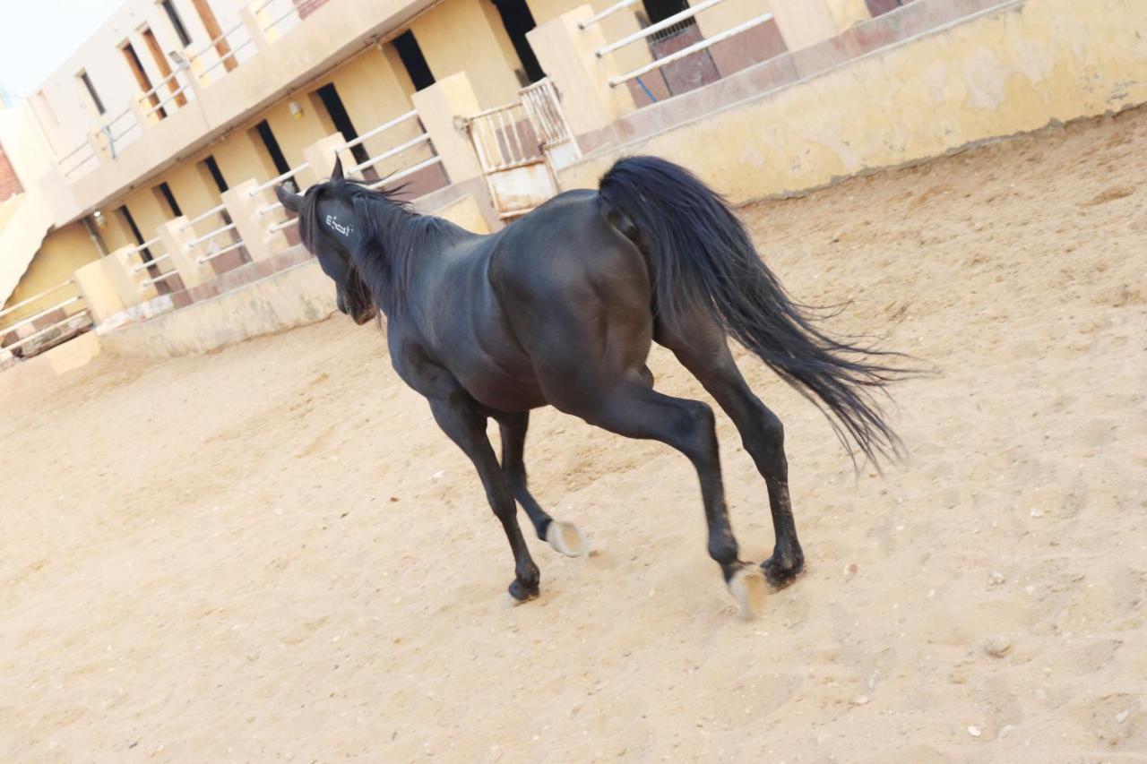 The Farm - Hotel & Horse Riding Il Il Cairo Esterno foto